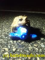 /home//u458753944/public_html/sourcegallery////////////////////////////Roxborough Toad Detour/2023/2023-03-23/P3230637.JPG